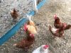 Ищу помощницу по ведению хозяйства