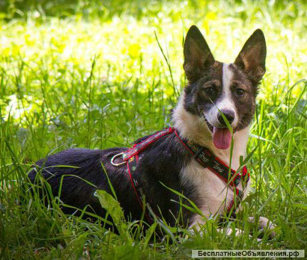 Щенок Ася диванная нежная собачка для вас