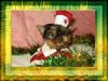 Щенки Йоркширского терьера