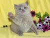 Котят скоттиш-страйт
