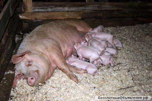 Поросята корытнечки