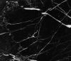 Мрамор Nero Marquina в Москве
