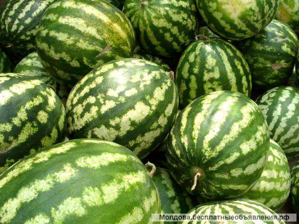Самый вкусный арбуз оптом от 20 т