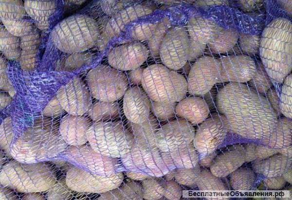 Реализуем отборный картофель оптом