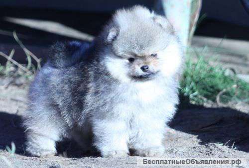 Миниатюрный шпиц немец