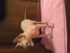 Котик канадского сфинкса