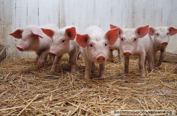 С доставкой поросята