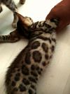 Шикарные бенгальские котята