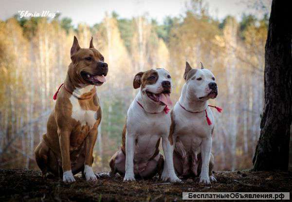 Американского Стаффордширского Терьера Девочки