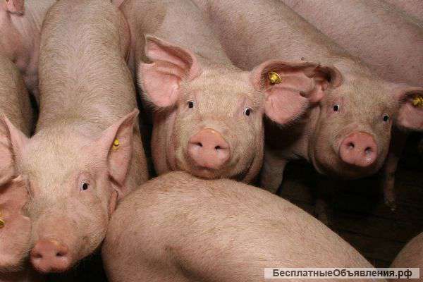 На доращивание белых поросят
