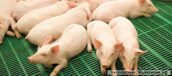 Кастрированные боровки