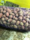 Устали сливать время на перекупов? Картофель оптом 9р