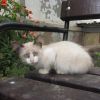 Очень нужен дом этой чудесной малышке