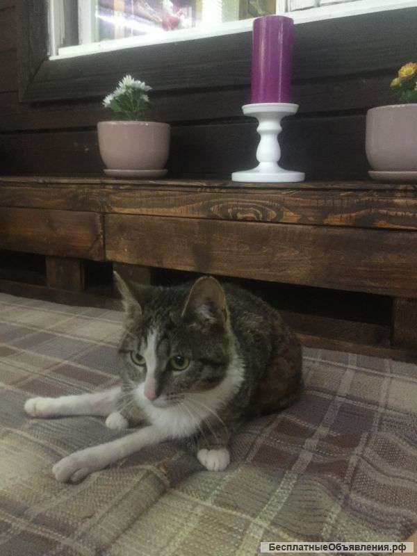 Отдам кошечку