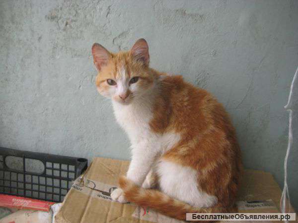 Найден рыже-белый кот