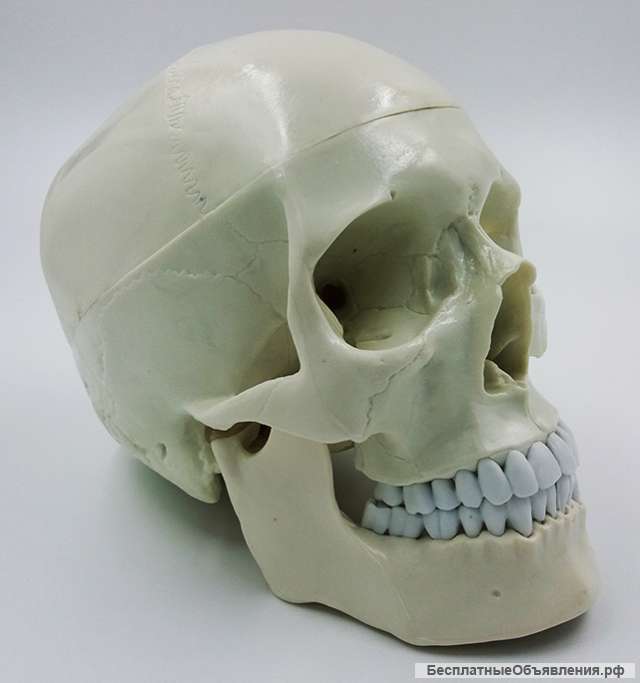 Модель черепа (белый) - новый