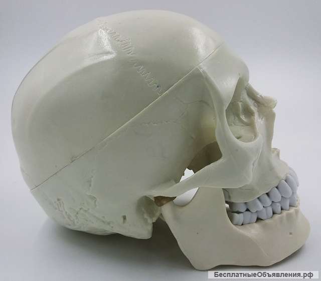 Модель черепа (белый) - новый