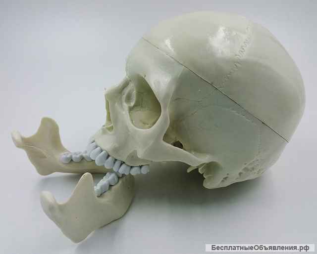 Модель черепа (белый) - новый