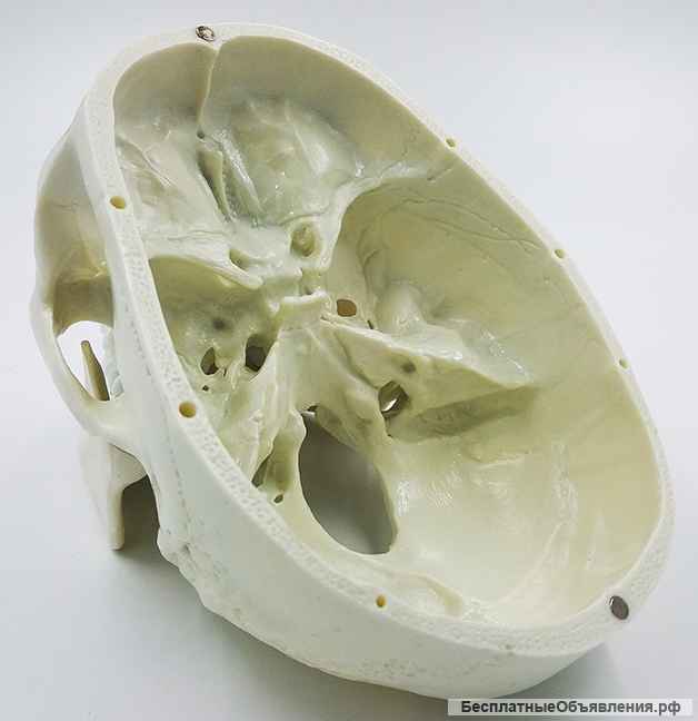 Модель черепа (белый) - новый