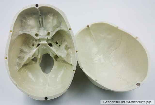 Модель черепа (белый) - новый