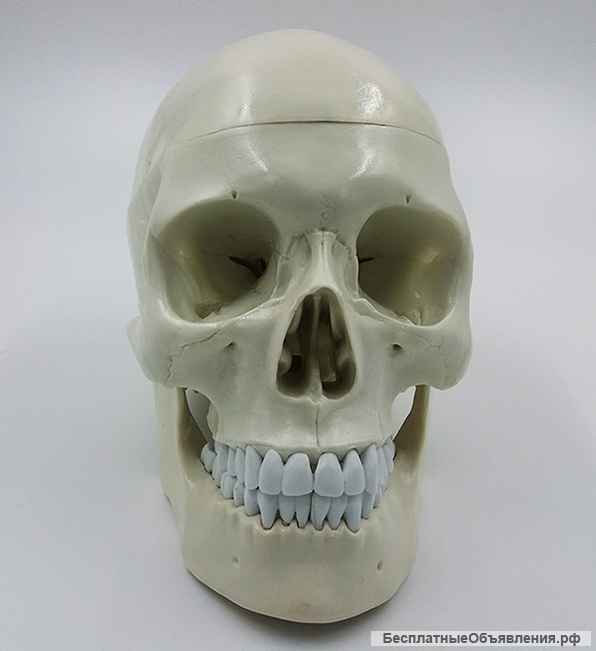 Модель черепа (белый) - новый