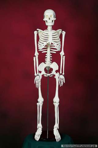 Модель скелета человека на штативе 85 см - Новый