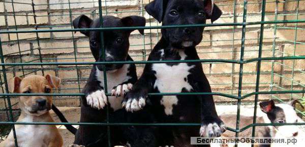 Щенки на продажу