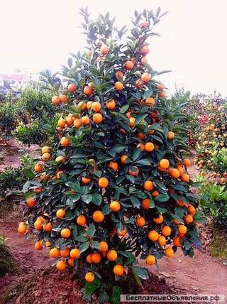 Сельхоз-бизнес в Абхазии