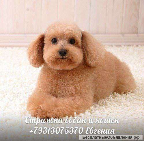 Стрижка собак и кошек, выезд на дом