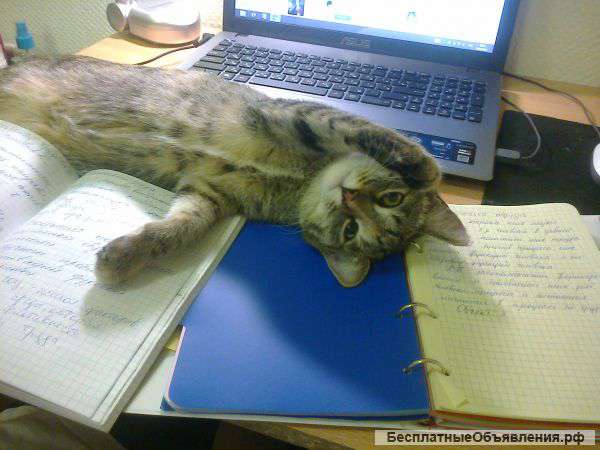 Отдам в добрые руки домашную лапочку-котёнка