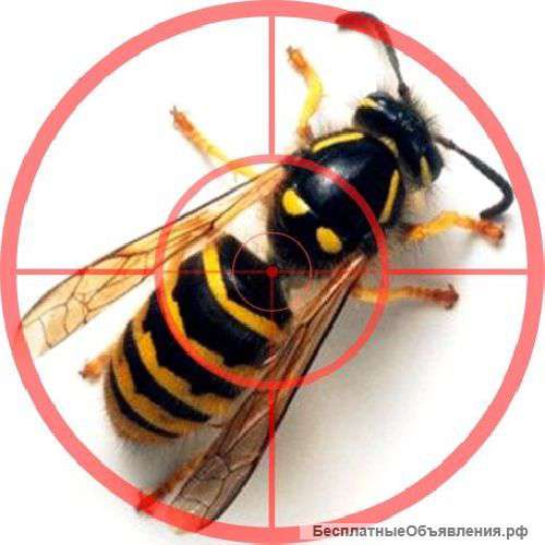 Уничтожение Ос Шершней Шмелей и других вредных насекомых