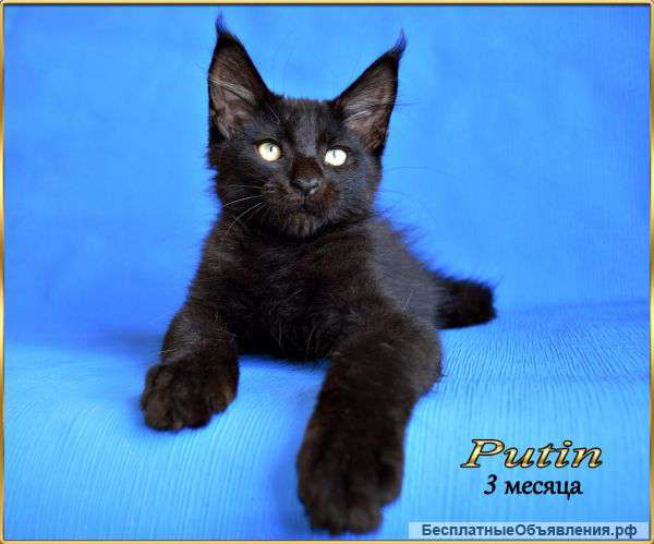 Мейн кун котята