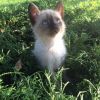 2-х месячные котята