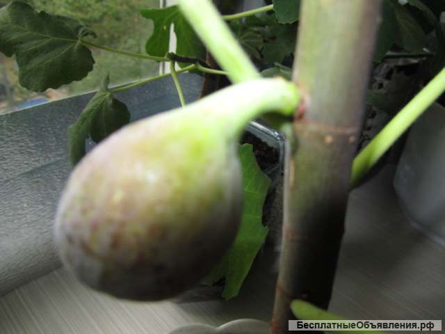 Инжир - для дома и дачи