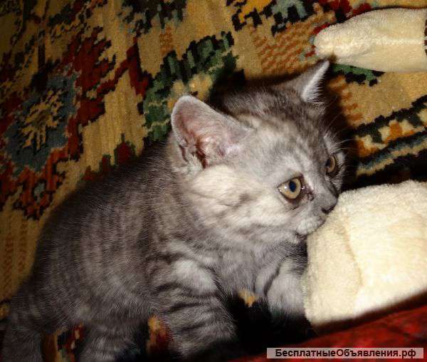 Шотландские котята