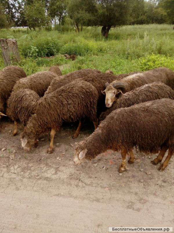 Баранов и овец