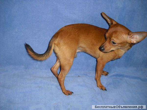 Щенок Чихуахуа  ждет своих хозяев