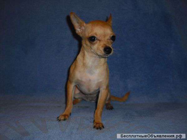 Щенок Чихуахуа девочка ждет своих хозяев