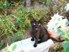 Котята ищут дом в Керчи