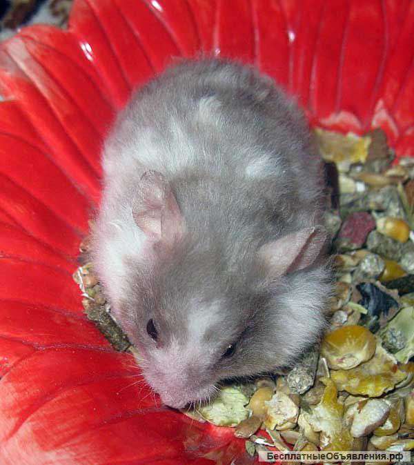 Сирийские хомяки рексы