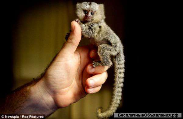 Детские мартышки обезьяны для принятия