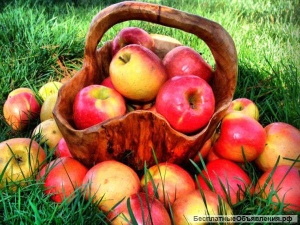 Яблоки кубанские урожай 2016 продаем