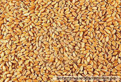 Пшеница 3 класс Закупаем ЮФО, СКФО, ПФО