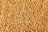 Пшеница 3 класс Закупаем ЮФО, СКФО, ПФО