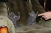 Котятя шотландской короткошерстной породы