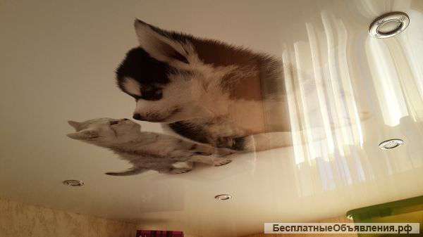 Натяжные потолки