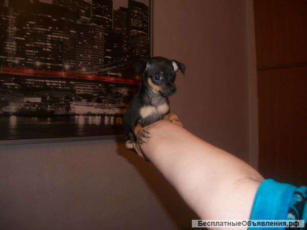 Щенки той-терьера