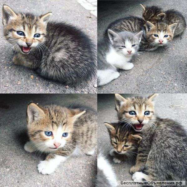 Очень нужен дом котятам,не выживут