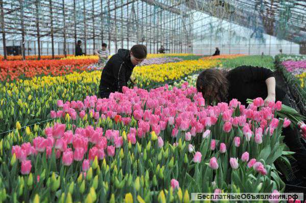 Тюльпаны к 8 марта