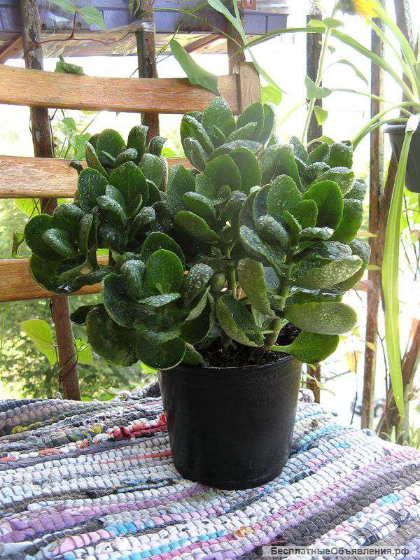 Каланхоэ Блоссфельда